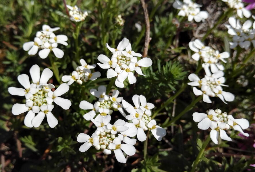 Iberka Tenoreho - Iberis pruitii