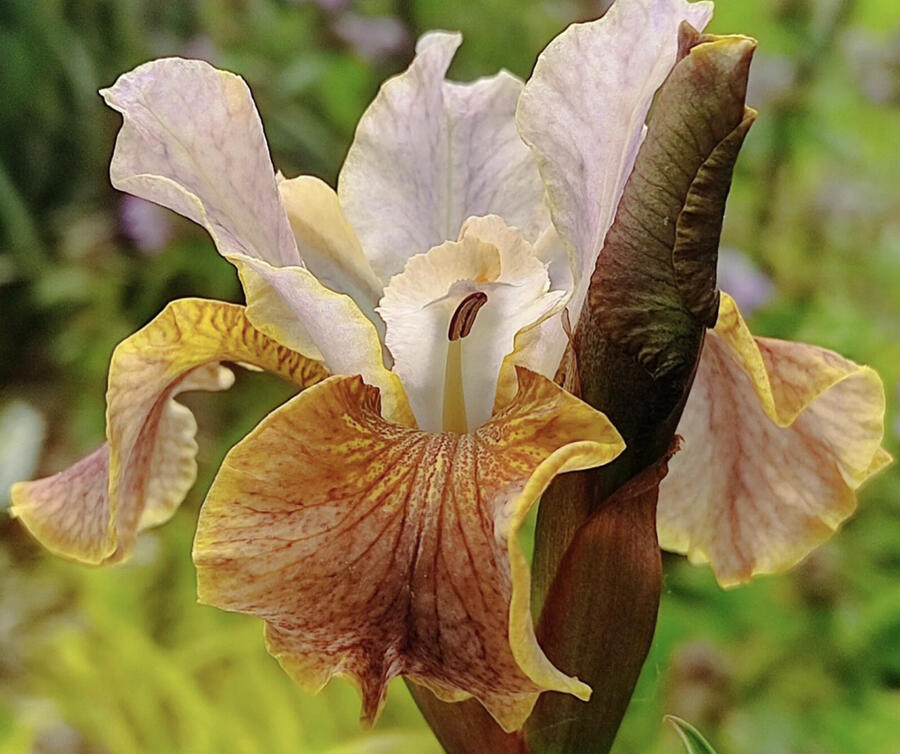 Kosatec sibiřský 'Colonel Mustard' - Iris sibirica 'Colonel Mustard'