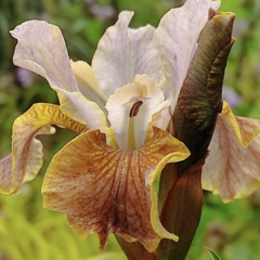Kosatec sibiřský 'Colonel Mustard' - Iris sibirica 'Colonel Mustard'