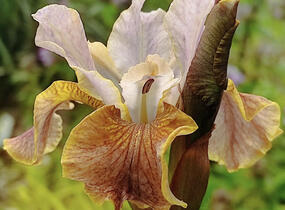 Kosatec sibiřský 'Colonel Mustard' - Iris sibirica 'Colonel Mustard'
