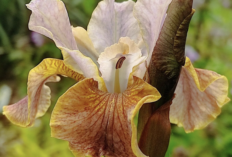 Kosatec sibiřský 'Colonel Mustard' - Iris sibirica 'Colonel Mustard'