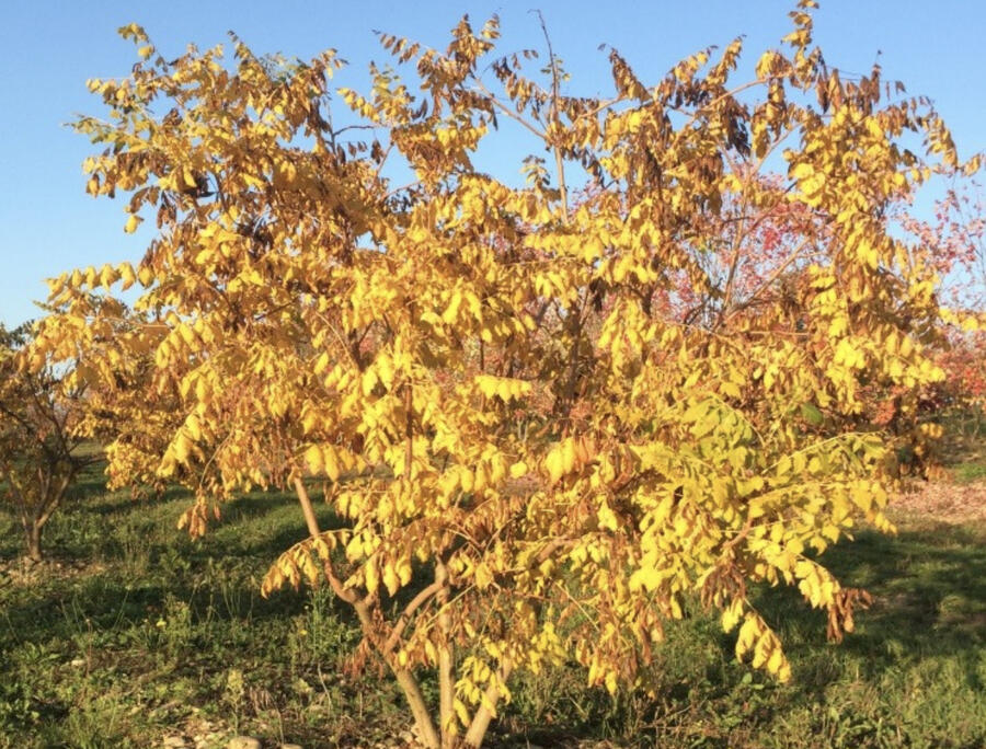 Svitel latnatý 'Coral Sun' - Koelreuteria paniculata 'Coral Sun'