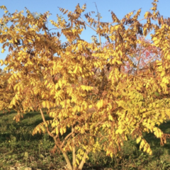 Svitel latnatý 'Coral Sun' - Koelreuteria paniculata 'Coral Sun'