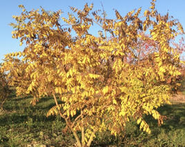 Svitel latnatý 'Coral Sun'