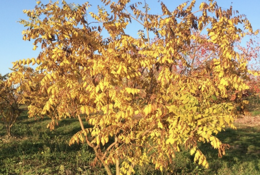 Svitel latnatý 'Coral Sun' - Koelreuteria paniculata 'Coral Sun'
