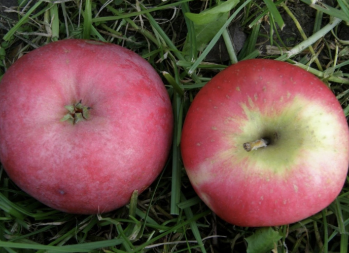 Jabloň zimní 'Gascoyneho šarlatové' - Malus domestica 'Gascoyneho šarlatové'