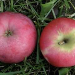 Jabloň zimní 'Gascoyneho šarlatové' - Malus domestica 'Gascoyneho šarlatové'