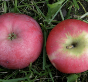 Jabloň zimní 'Gascoyneho šarlatové' - Malus domestica 'Gascoyneho šarlatové'