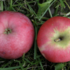 Malus domestica 'Gascoyneho šarlatové'.png