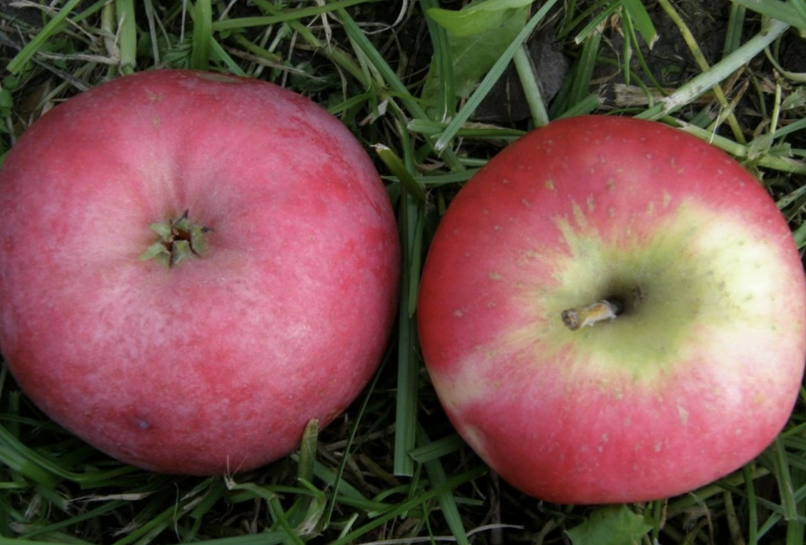 Jabloň zimní 'Gascoyneho šarlatové' - Malus domestica 'Gascoyneho šarlatové'