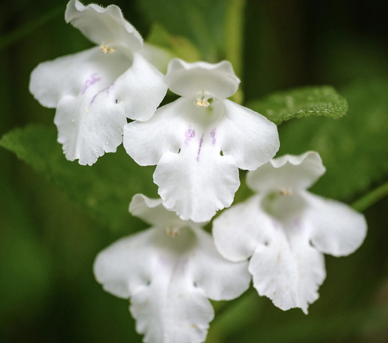 Medovník meduňkolistý 'Album' - Melittis melissophylum 'Album'
