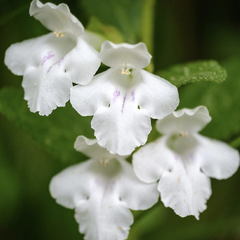 Medovník meduňkolistý 'Album' - Melittis melissophylum 'Album'