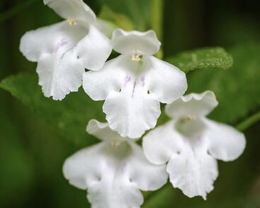 Medovník meduňkolistý 'Album'