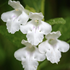 Melittis melissophylum 'Album'.png