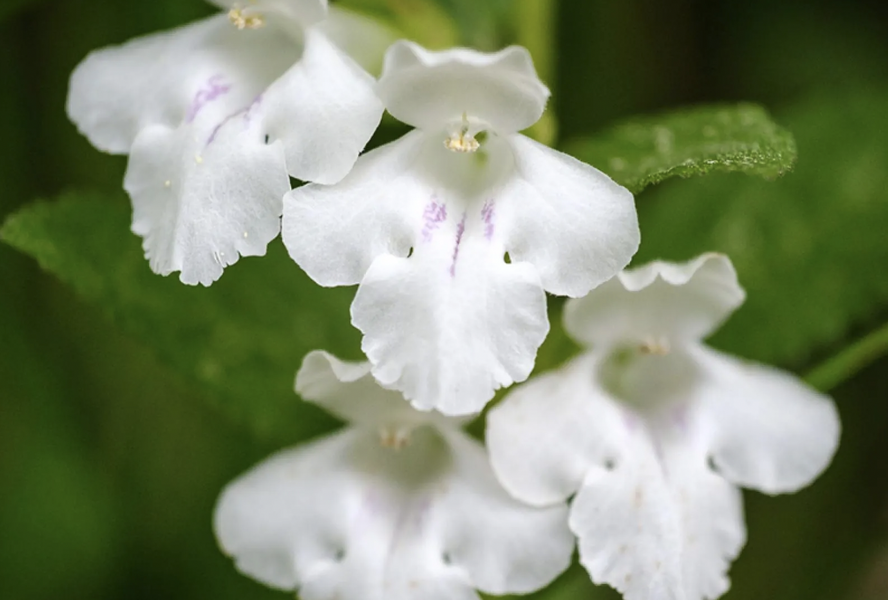 Medovník meduňkolistý 'Album' - Melittis melissophylum 'Album'