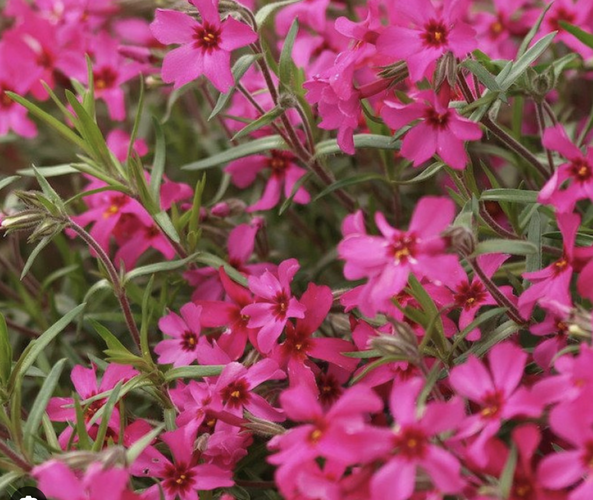 Plamenka 'Red Ridge' - Phlox stolonifera 'Red Ridge'