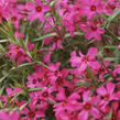 Plamenka 'Red Ridge' - Phlox stolonifera 'Red Ridge'