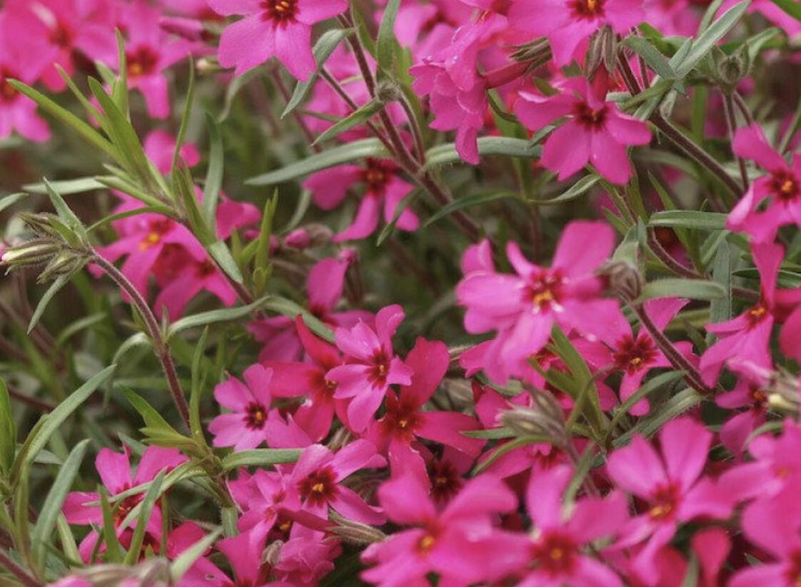 Plamenka výběžkatá 'Red Ridge' - Phlox stolonifera 'Red Ridge'