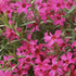 Phlox stolonifera 'Red Ridge'.png