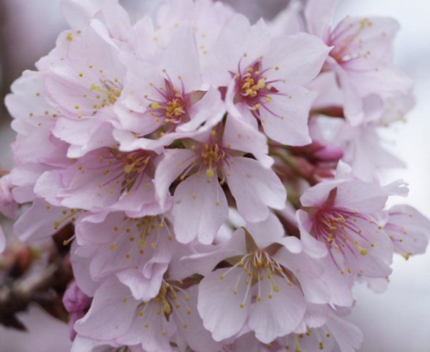 Slivoň vyříznutá 'Cunera' - Prunus incisa 'Cunera'