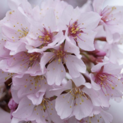 Slivoň vyříznutá 'Cunera' - Prunus incisa 'Cunera'