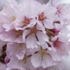 Prunus incisa 'Cunera'.png