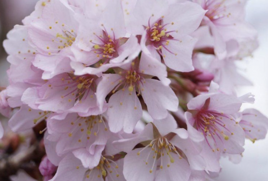 Slivoň vyříznutá 'Cunera' - Prunus incisa 'Cunera'