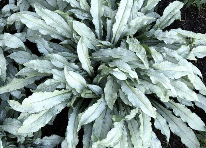 Plicník skvrtnitý 'Silver Scimitar' - Pulmonaria saccharata 'Silver Scimitar'