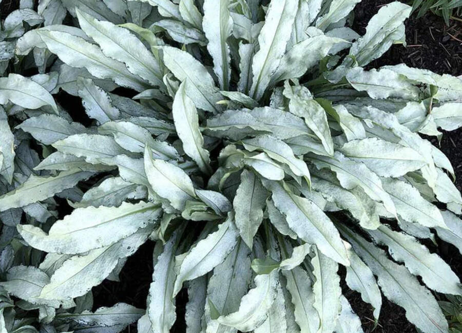 Plicník skvrtnitý 'Silver Scimitar' - Pulmonaria saccharata 'Silver Scimitar'