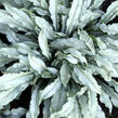 Plicník skvrtnitý 'Silver Scimitar' - Pulmonaria saccharata 'Silver Scimitar'