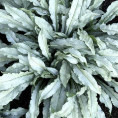 Plicník skvrtnitý 'Silver Scimitar' - Pulmonaria saccharata 'Silver Scimitar'
