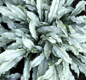 Plicník skvrnitý 'Silver Scimitar'