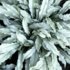 Pulmonaria saccharata 'Silver Scimitar'.png
