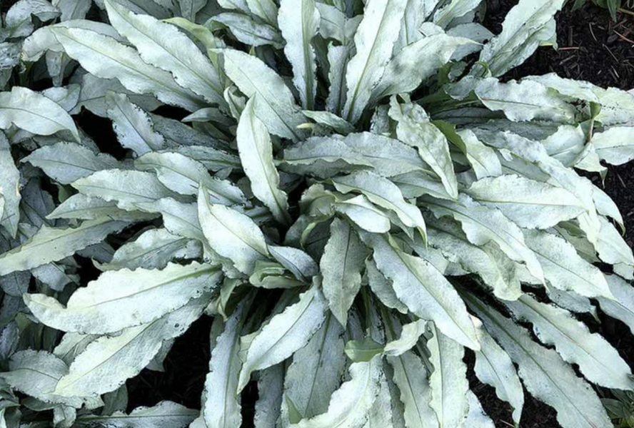 Plicník skvrnitý 'Silver Scimitar' - Pulmonaria saccharata 'Silver Scimitar'