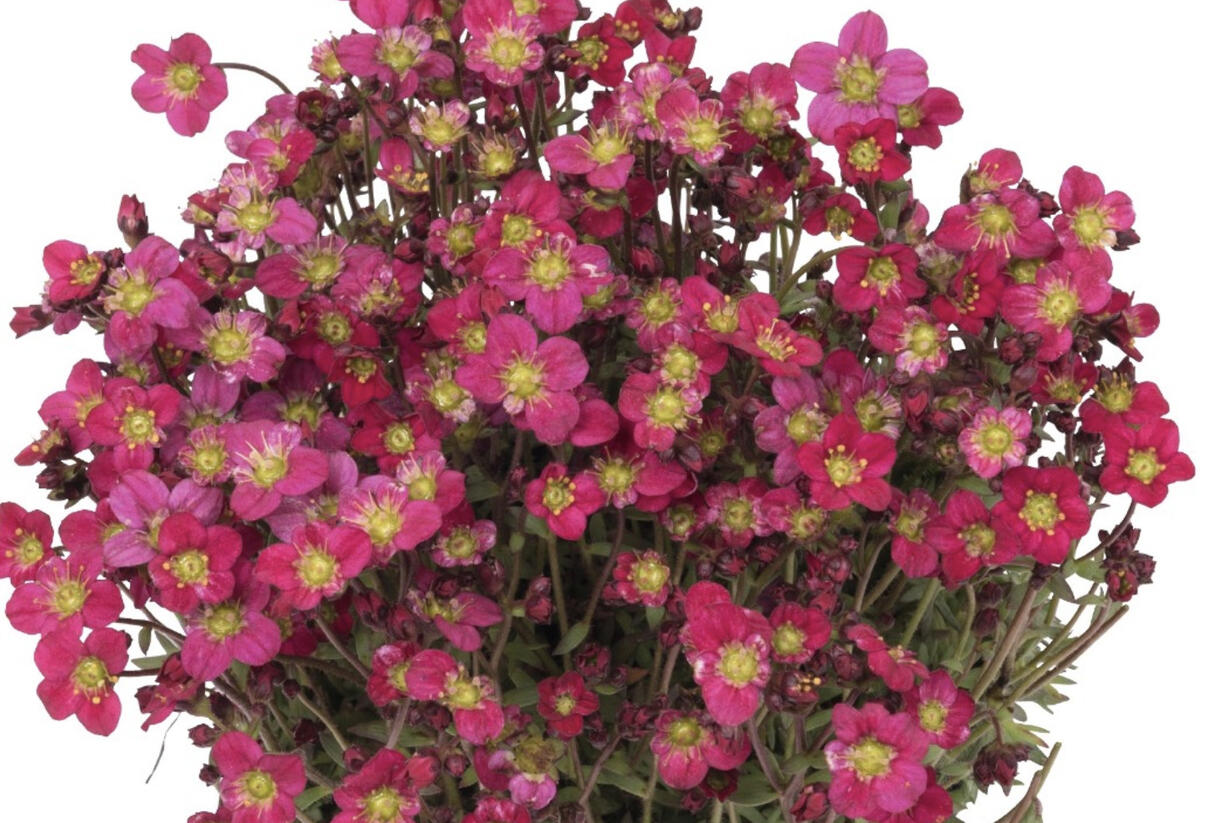 Lomikámen arendsův 'Scenic red' - Saxifraga x arendsii 'Scenic Red'