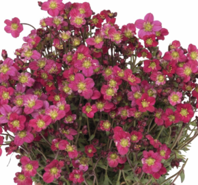 Lomikámen arendsův 'Scenic red' - Saxifraga arendsii 'Scenic Red'