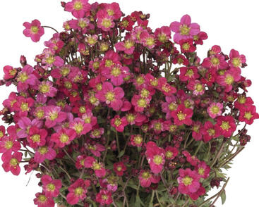 Lomikámen arendsův 'Scenic red'