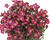 Lomikámen arendsův 'Scenic red'