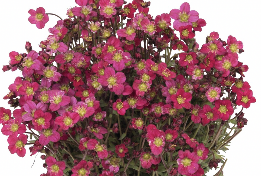 Lomikámen arendsův 'Scenic red' - Saxifraga x arendsii 'Scenic Red'