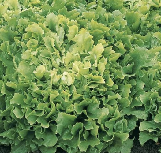 Čekanka salátová 'Xagros Curly' - Cichorium endivia 'Xagros Curly' (Eros)