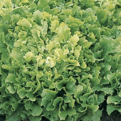 Čekanka salátová 'Xagros Curly' - Cichorium endivia 'Xagros Curly' (Eros)