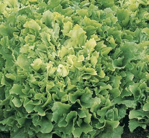 Čekanka salátová 'Xagros Curly'