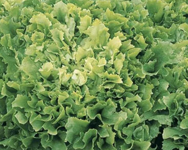 Čekanka salátová 'Xagros Curly'