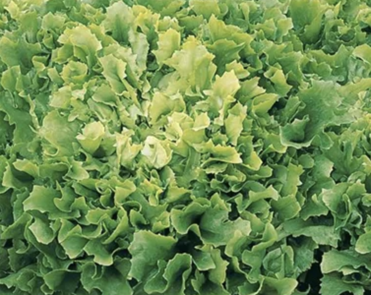 Čekanka salátová 'Xagros Curly' - Cichorium endivia 'Xagros Curly' (Eros)