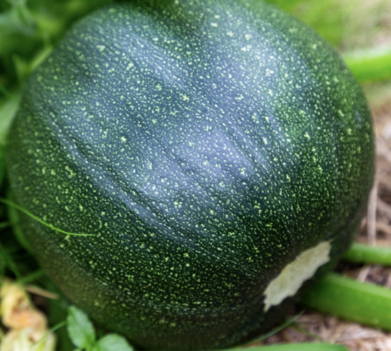 Cuketa 'Tondo di Piacenza' - Cucurbita pepo v. giromontina 'Tondo di Piacenza'