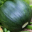 Cuketa 'Tondo di Piacenza' - Cucurbita pepo v. giromontina 'Tondo di Piacenza'