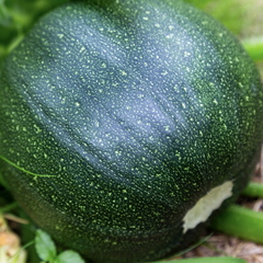 Cuketa 'Tondo di Piacenza' - Cucurbita pepo v. giromontina 'Tondo di Piacenza'
