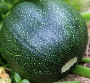 Cuketa 'Tondo di Piacenza'