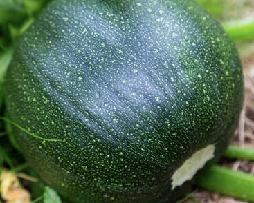 Cuketa 'Tondo di Piacenza'