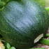 Cucurbita pepo v. giromontina 'Tondo di Piacenza'.png